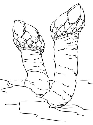 Gooseneck Barnacles Coloring Page